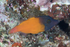 Redtail Filefish photo 1