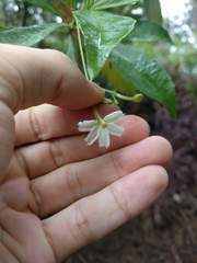 Scaevola gaudichaudiana