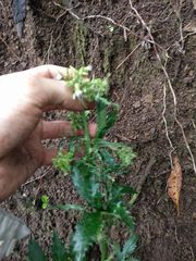 Erechtites valerianifolius