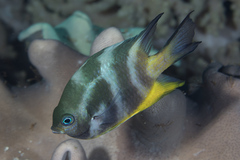 Amblyglyphidodon orbicularis