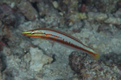 Hologymnosus doliatus