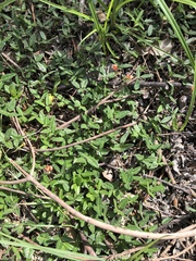 Macroptilium gibbosifolium