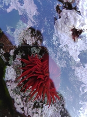 Anemonia alicemartinae