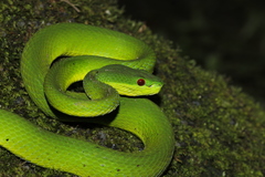 Guo's Green Pit Viper photo 2