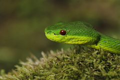 Guo's Green Pit Viper photo 3