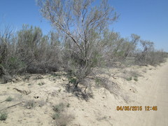 Haloxylon