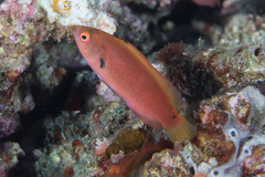 Cirrhilabrus punctatus