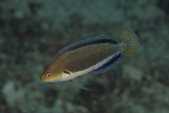Cirrhilabrus punctatus