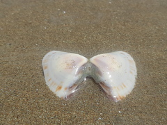 Tivela
