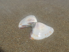 Tivela
