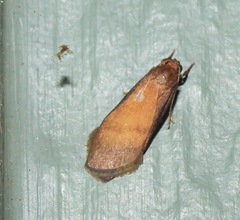 Lambula obliquilinea