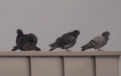 Columba livia domestica