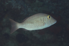 Lethrinus semicinctus