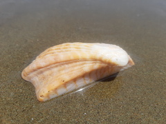 Arca pacifica