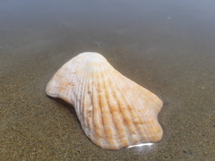 Arca pacifica