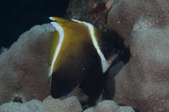 Heniochus varius