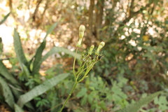 Ipomoea neei