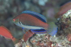 Cirrhilabrus punctatus