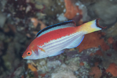 Cirrhilabrus marjorie