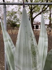 Agave weberi