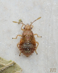 Rhopalidae