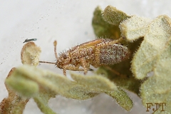 Rhopalidae