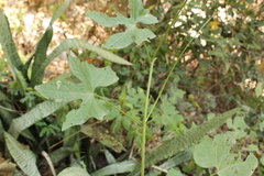 Ipomoea neei