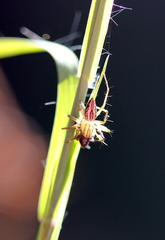 Oxyopes elegans