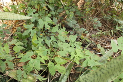 Ipomoea neei