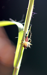 Oxyopes elegans