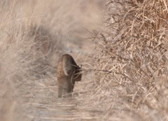 Prionailurus bengalensis