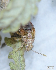 Rhopalidae