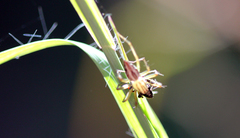 Oxyopes elegans