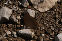 Charaxes psaphon