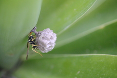 Polistes mongolicus