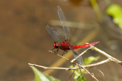Erythrodiplax ines