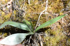 Celmisia semicordata