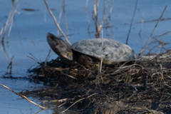 Actinemys marmorata marmorata