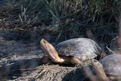 Actinemys marmorata marmorata