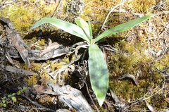 Celmisia semicordata