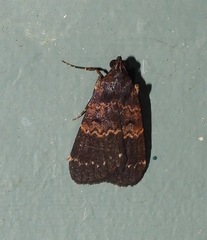 Hydrillodes funestalis