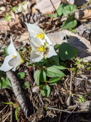 Pseudotrillium rivale