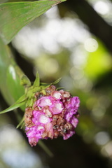 Elleanthus capitatus