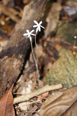 Voyria tenella
