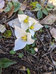 Pseudotrillium rivale