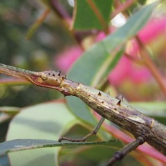 Phasmatinae