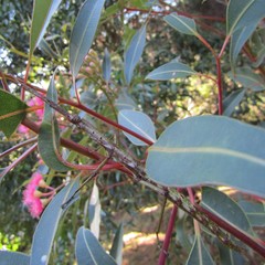 Phasmatinae