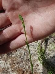 Pterostylis nigricans
