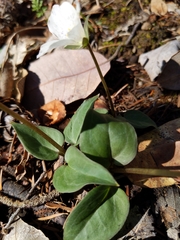 Pseudotrillium rivale