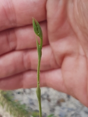 Pterostylis nigricans
